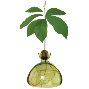Avocado Vase - Grass Green